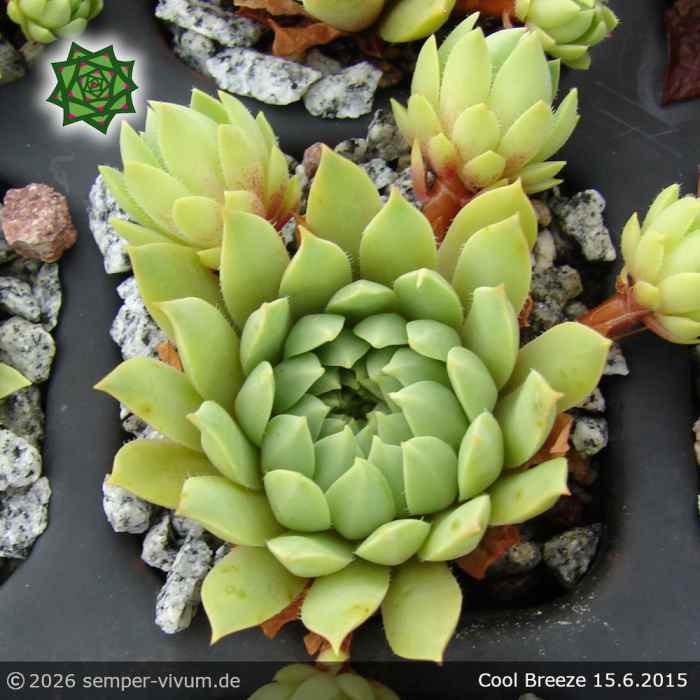 Sempervivum 'Cool Breeze'