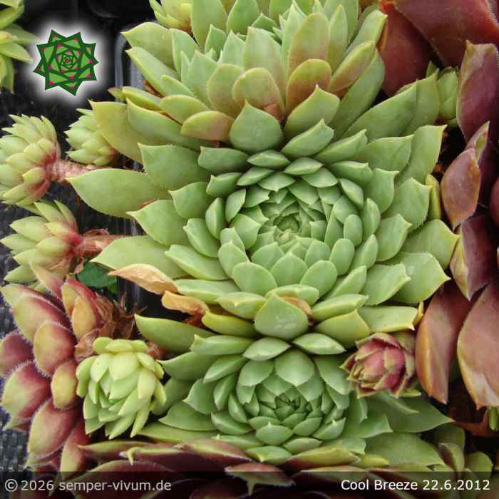 Sempervivum 'Cool Breeze'