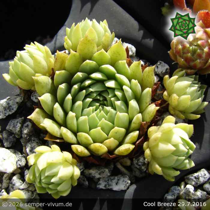 Sempervivum 'Cool Breeze'