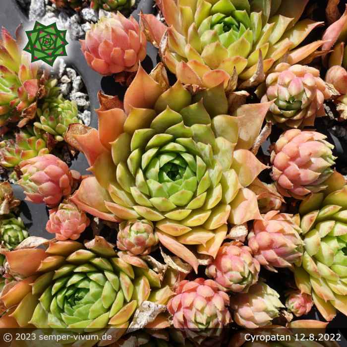 Sempervivum 'Cyropatan'