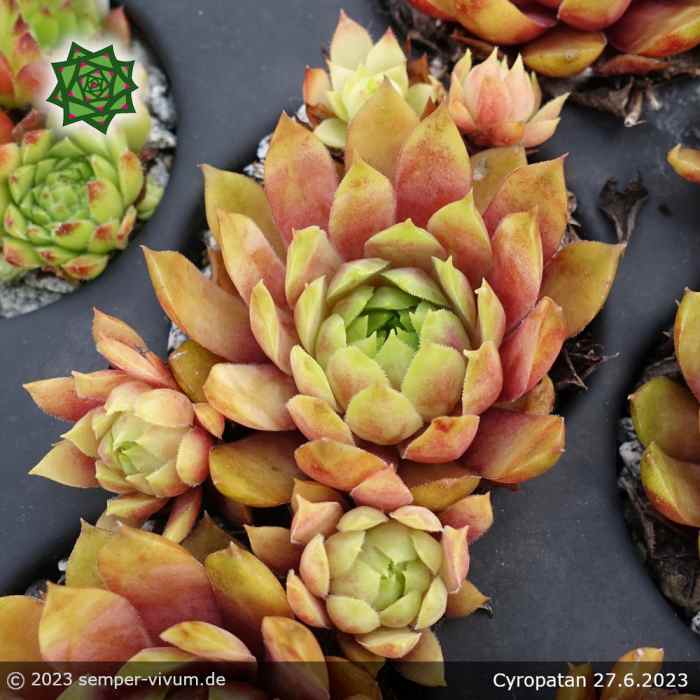 Sempervivum 'Cyropatan'
