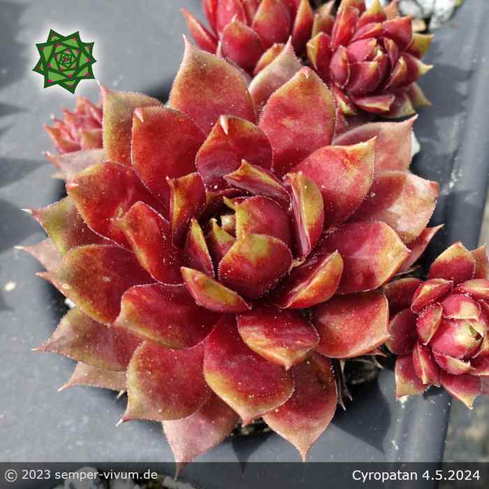 Sempervivum 'Cyropatan'