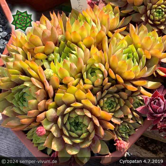 Sempervivum 'Cyropatan'