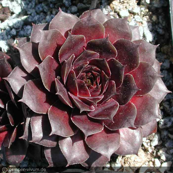 aufgenommen am 2.5.2005