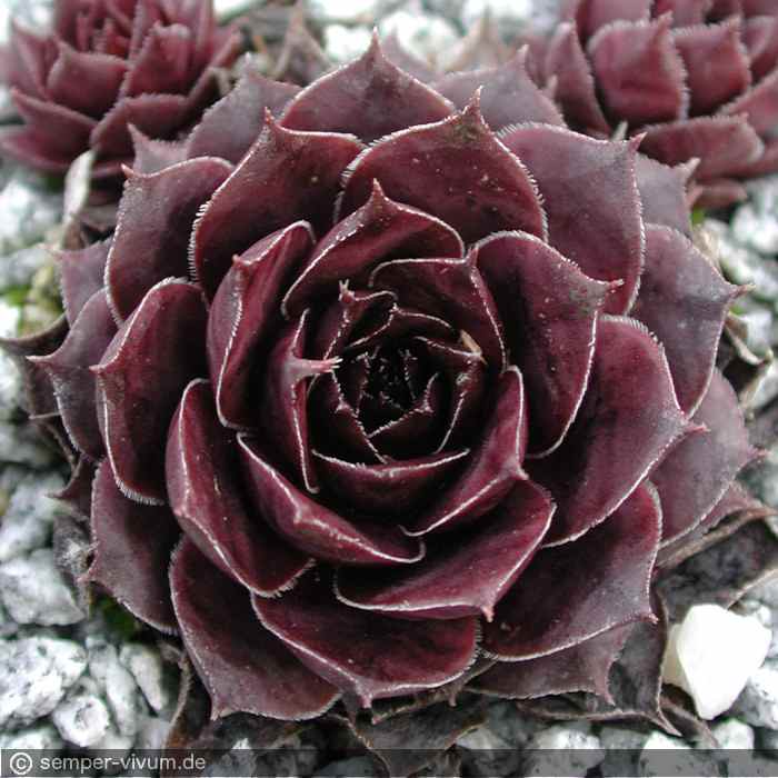 aufgenommen Anfang April 2004