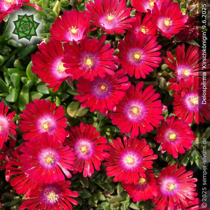 Delosperma 'Kirschkönigin'