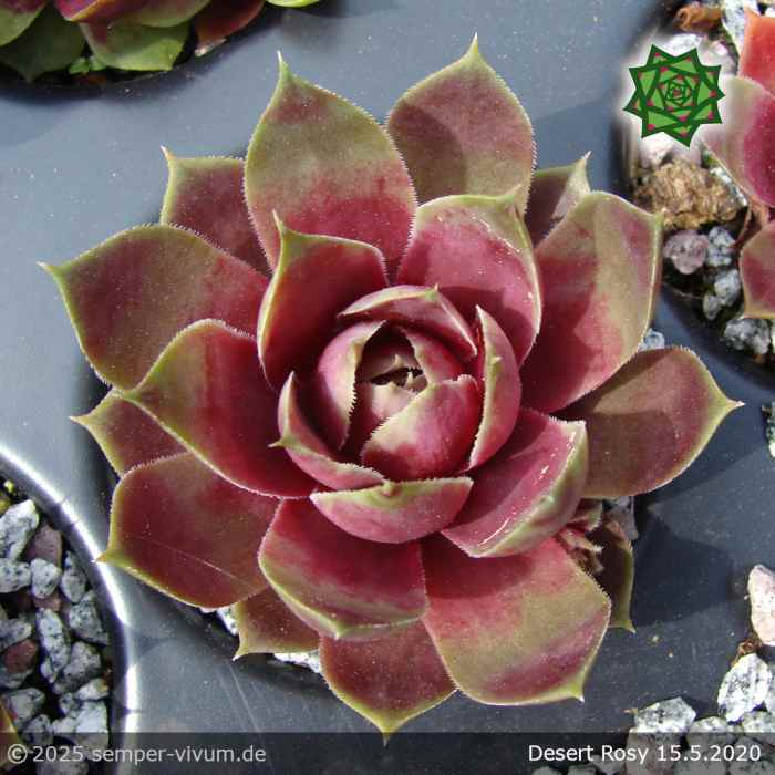 Sempervivum 'Desert Rosy'
