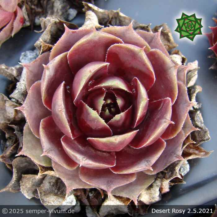 Sempervivum 'Desert Rosy'