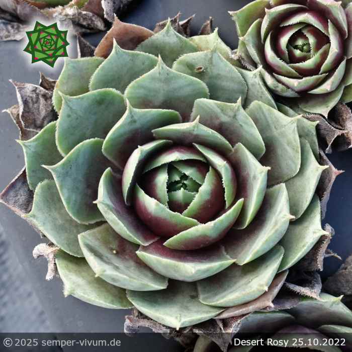 Sempervivum 'Desert Rosy'