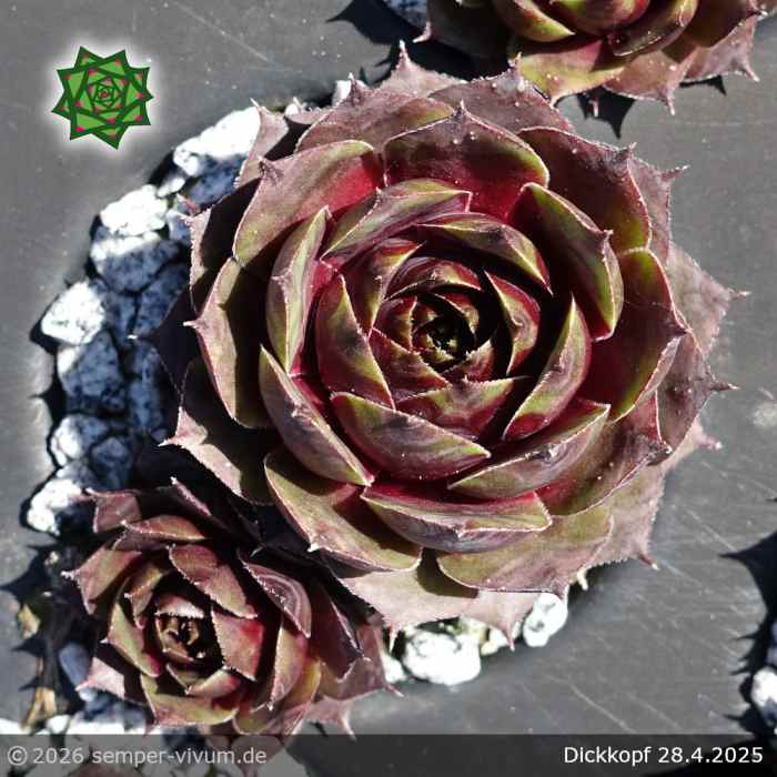 Sempervivum 'Dickkopf'