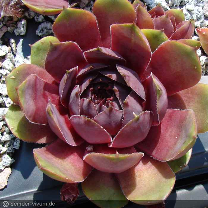 aufgenommen am 3.6.2014