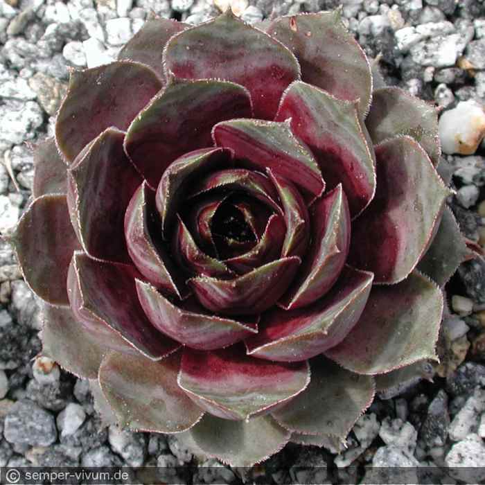 aufgenommen am 6.5.2004