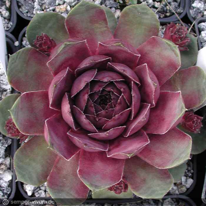 aufgenommen Anfang Juli 2004