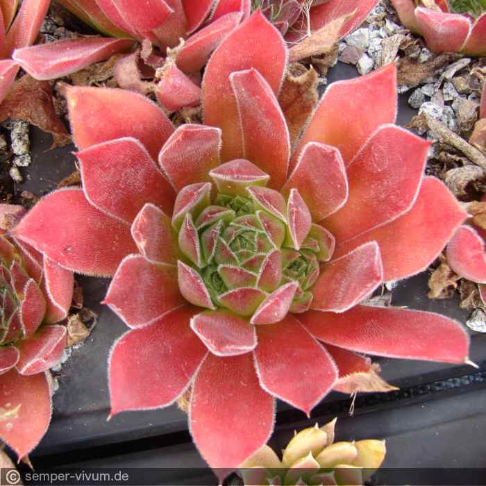 aufgenommen am 1.8.2019