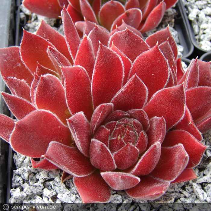 aufgenommen am 11.6.2011