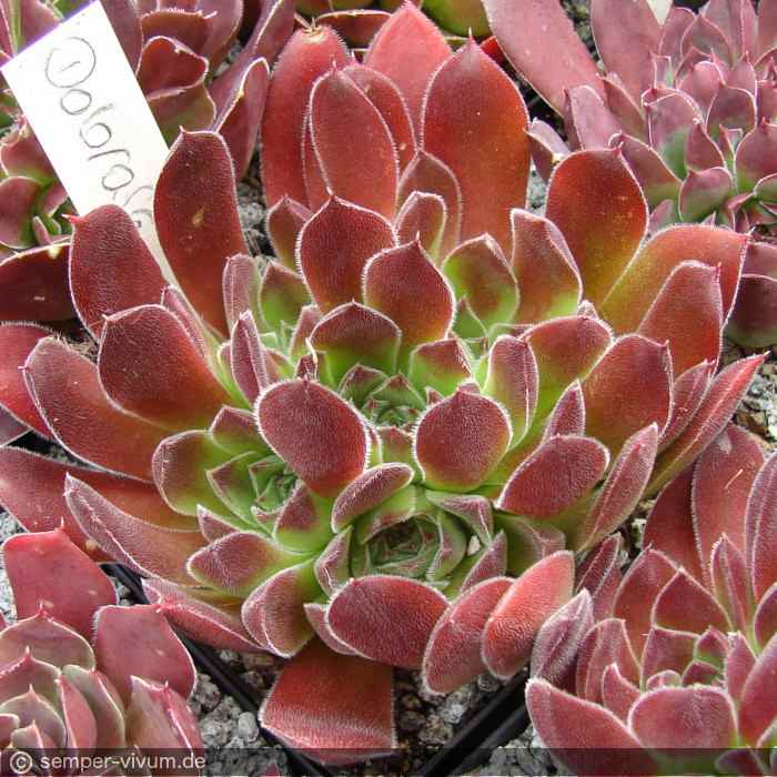 aufgenommen am 17.7.2009