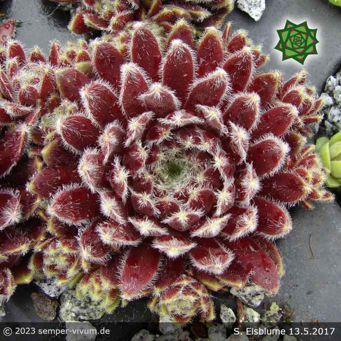 Sempervivum 'Eisblume'