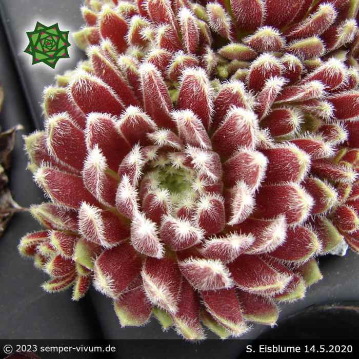 Sempervivum 'Eisblume'