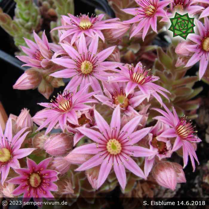 Sempervivum 'Eisblume'