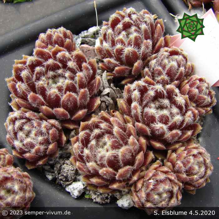 Sempervivum 'Eisblume'
