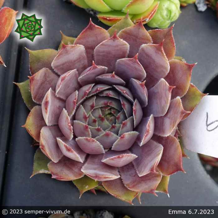 Sempervivum 'Emma'