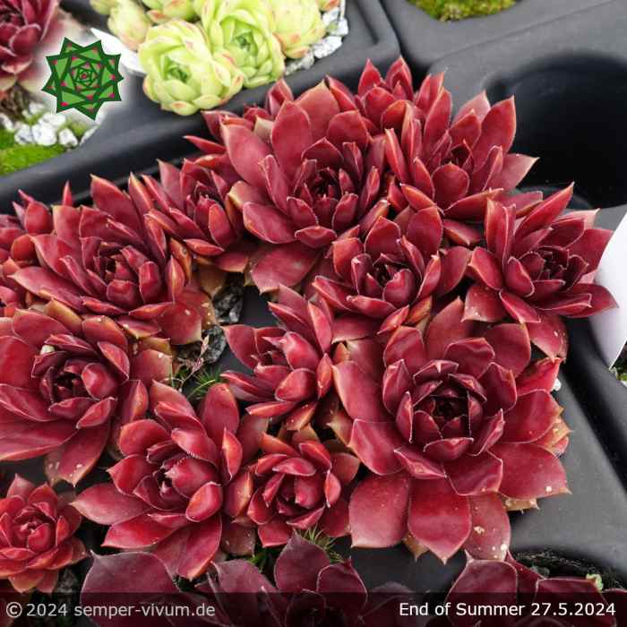 Sempervivum 'End of Summer'