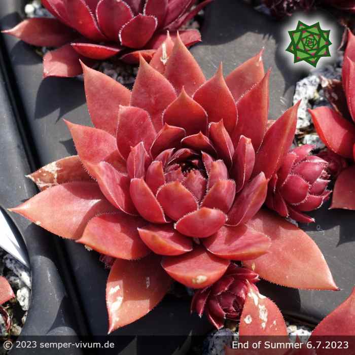 Sempervivum 'End of Summer'