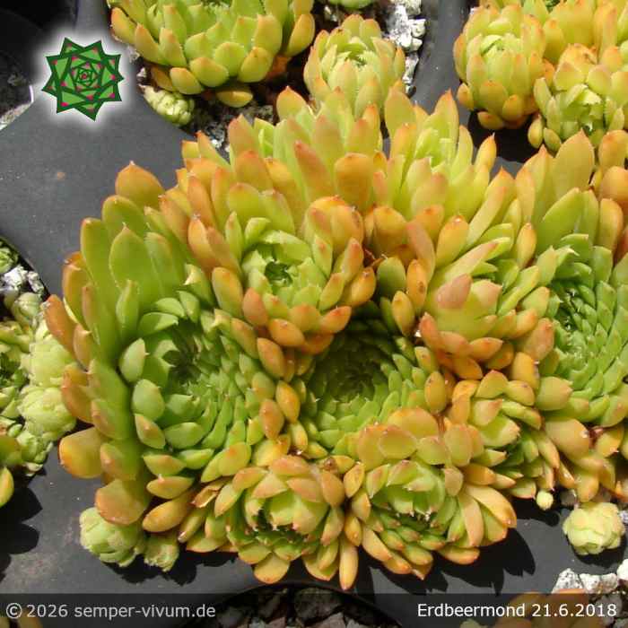 Sempervivum 'Erdbeermond'