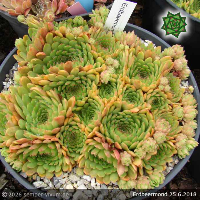 Sempervivum 'Erdbeermond'