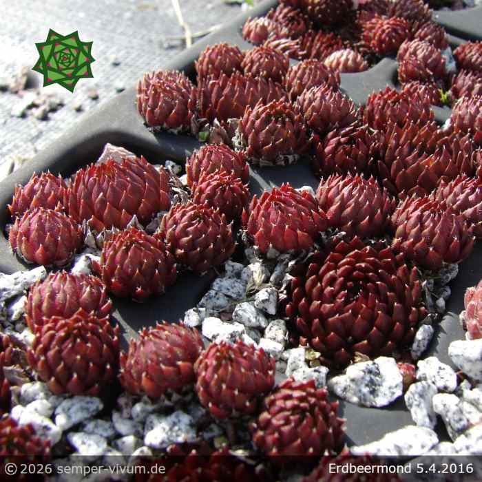 Sempervivum 'Erdbeermond'