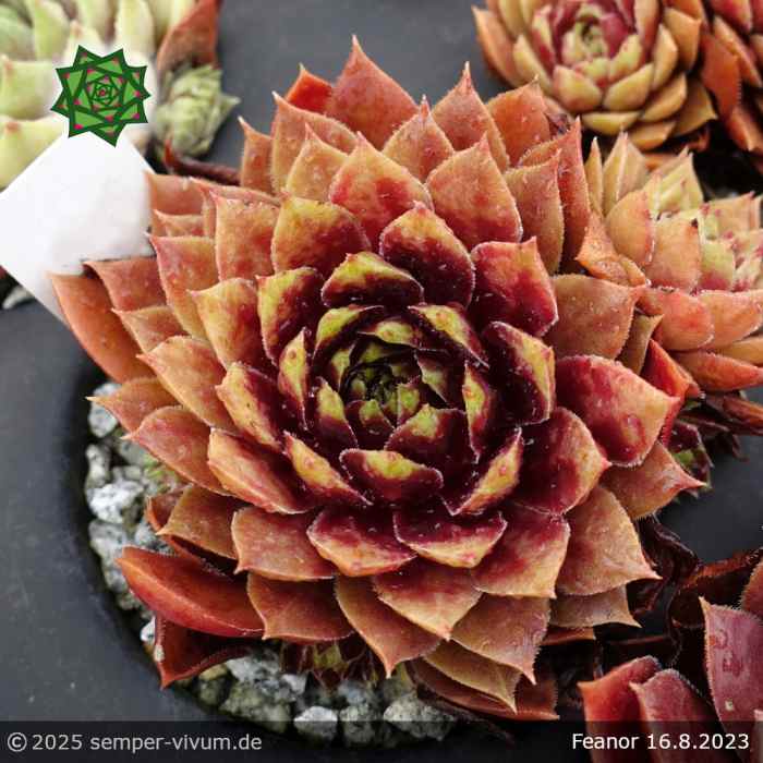 Sempervivum 'Fëanor'