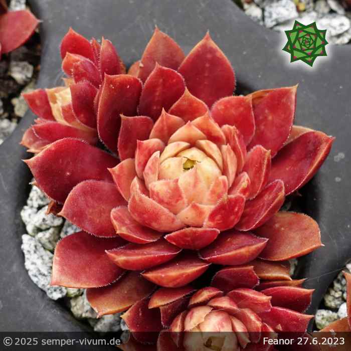 Sempervivum 'Fëanor'