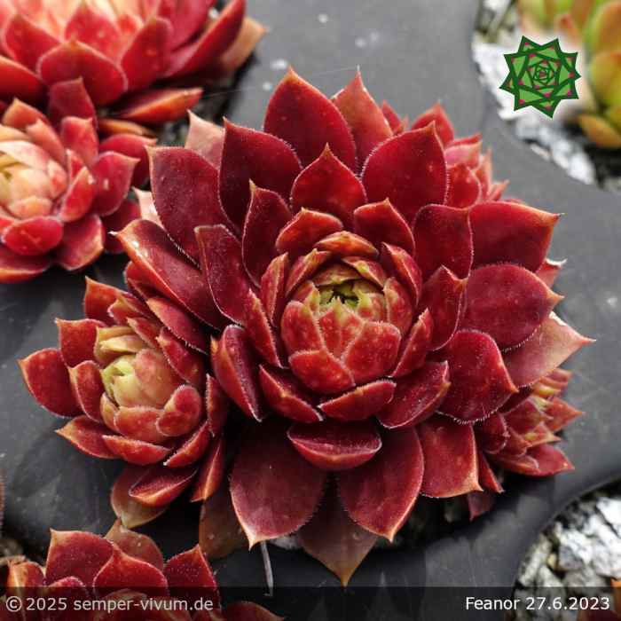 Sempervivum 'Fëanor'