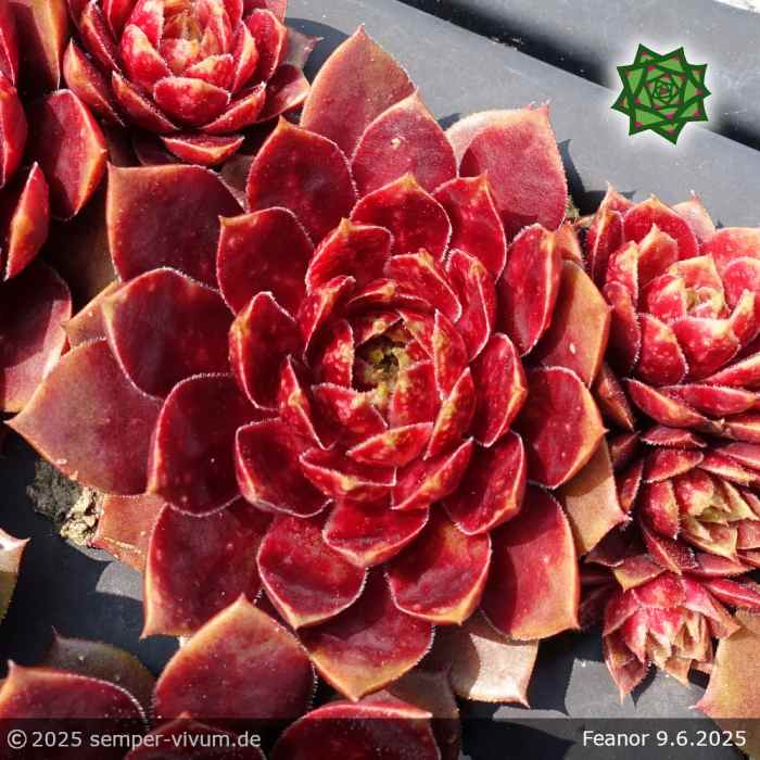 Sempervivum 'Fëanor'