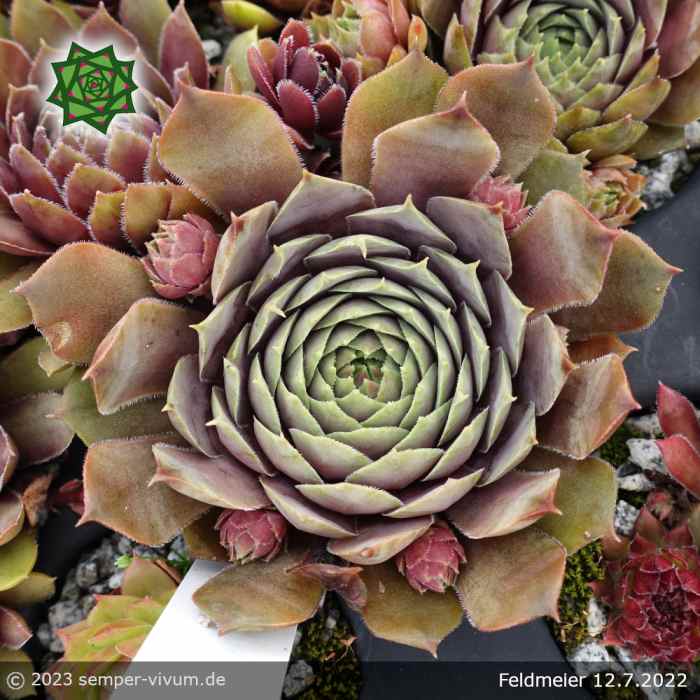 Sempervivum 'Feldmeier' ('Robustum')