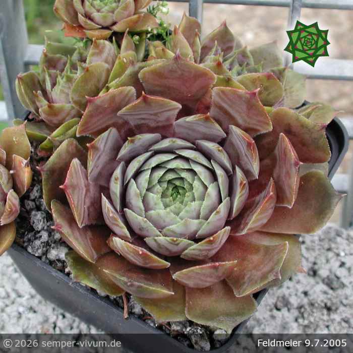 Sempervivum 'Feldmeier' ('Robustum')