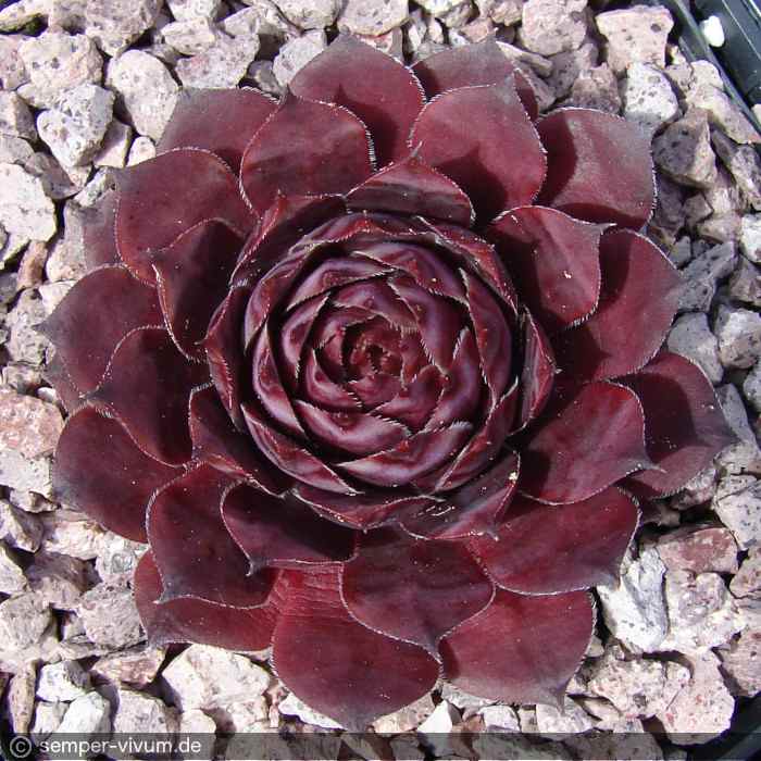 aufgenommen am 14.5.2017