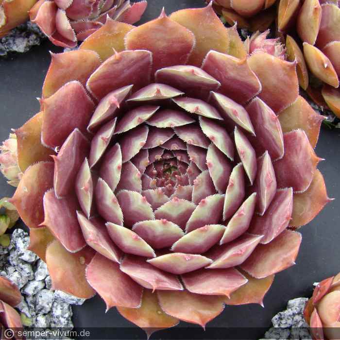 aufgenommen am 21.6.2018