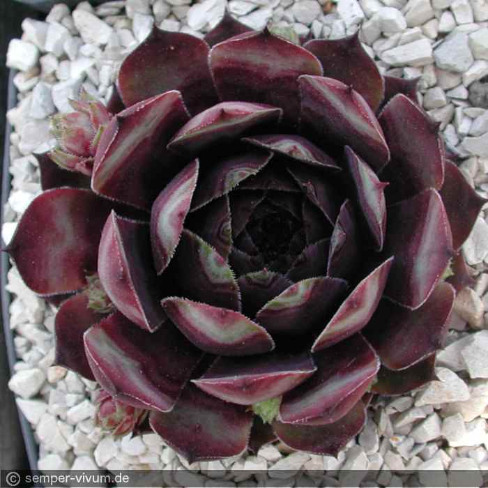 aufgenommen am 3.6.2004