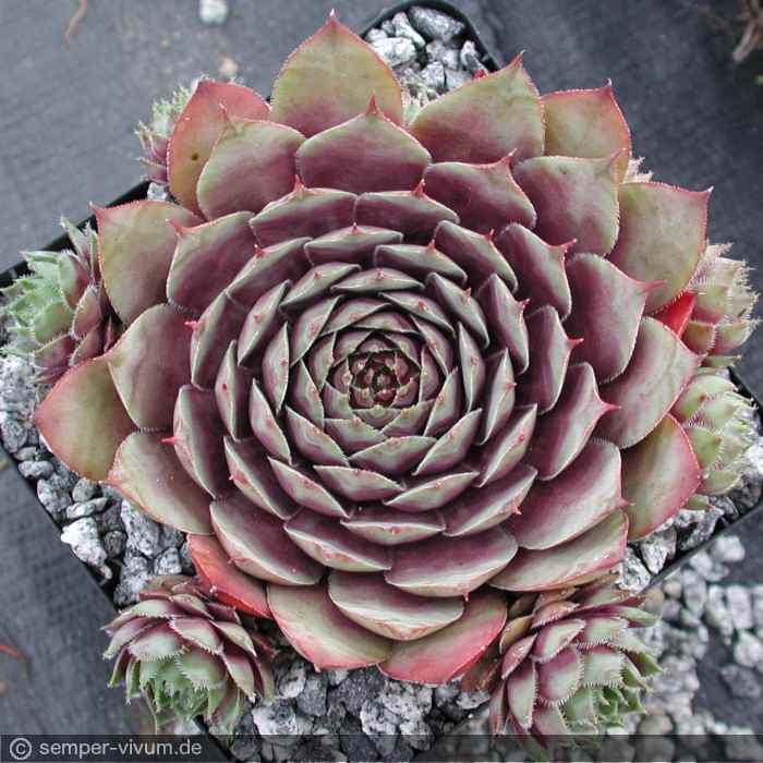 aufgenommen am 31.7.2004