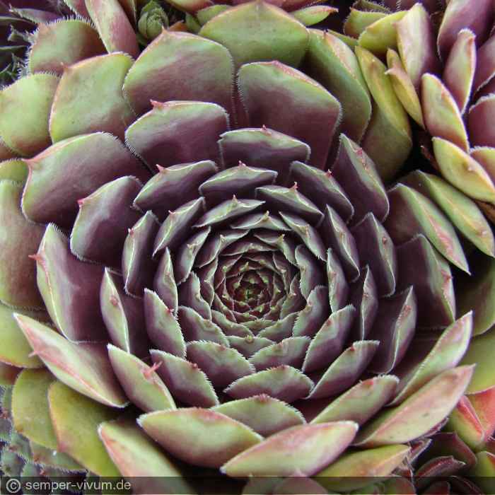 aufgenommen am 6.7.2011