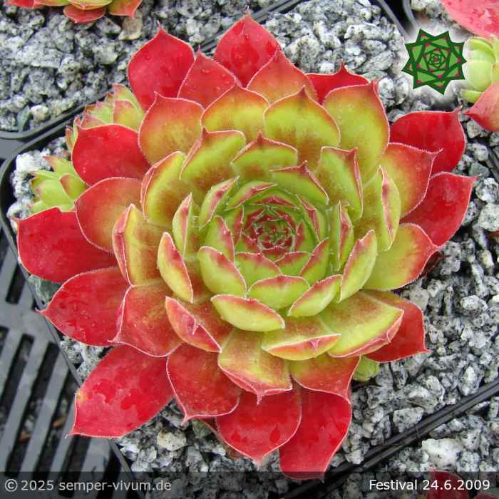 Sempervivum 'Festival'