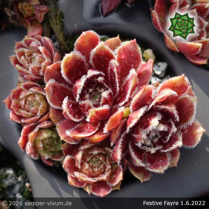 Sempervivum 'Festive Fayre'