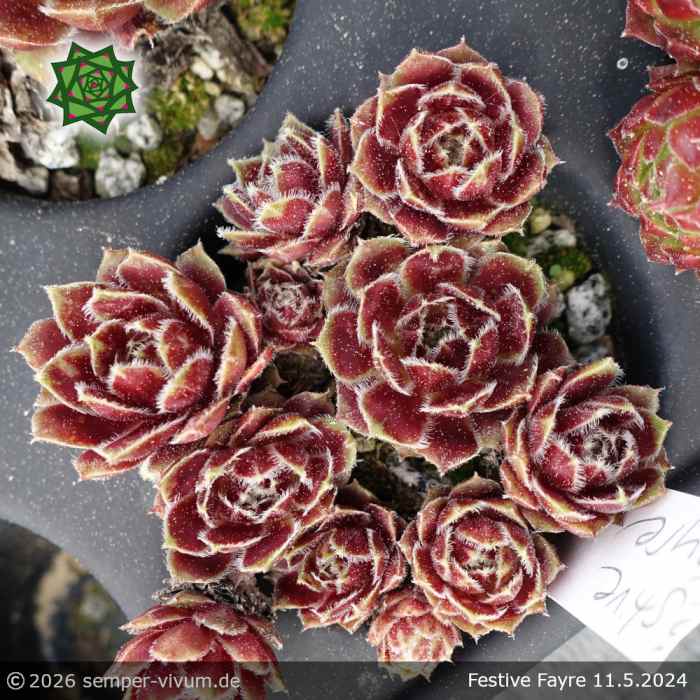 Sempervivum 'Festive Fayre'
