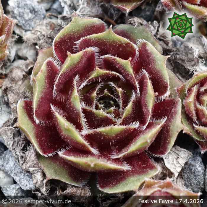 Sempervivum 'Festive Fayre'