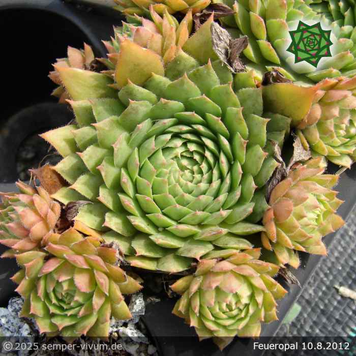 Sempervivum 'Feueropal'