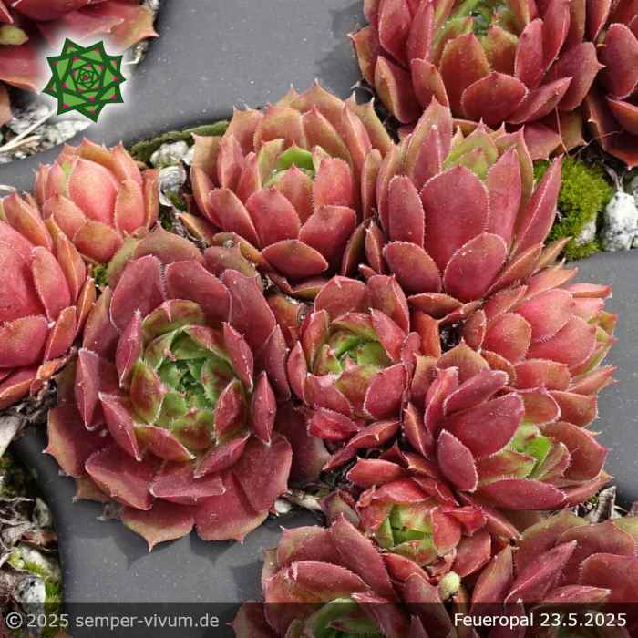 Sempervivum 'Feueropal'
