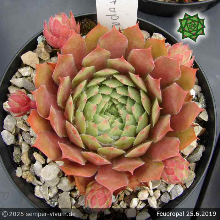 Sempervivum 'Feueropal'