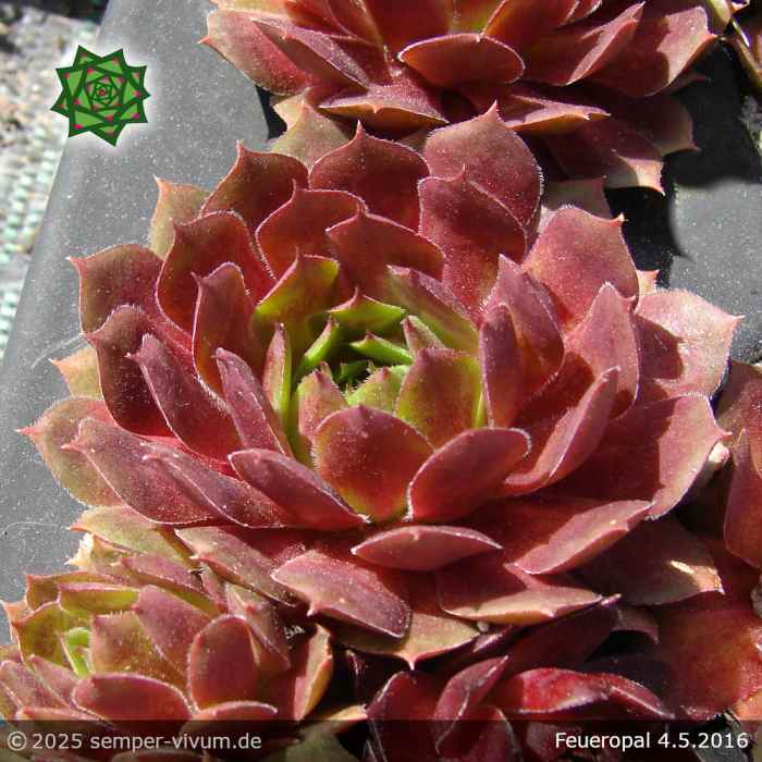 Sempervivum 'Feueropal'