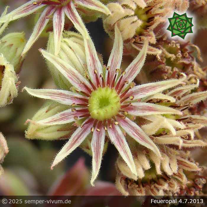 Sempervivum 'Feueropal'